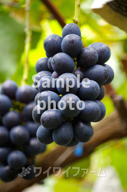 デザインイメージ